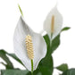 Spathiphyllum Sweet Pablo Plant 'Peace Lily' Live Plant - Indoor/Outdoor in 10-inch Grower Pot