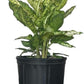 Dieffenbachia Sublime Live Plant – Indoor/Outdoor, 10-inch Grower Pot