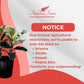 Ficus Tineke, Live Indoor Plants in Grower Pot, Natural Air Purifier in Well-Drained Moist Soil, Gift for Plant Lovers, Birthday Gift, Living Room, Bedroom Decor, 10 Inch, Variegated