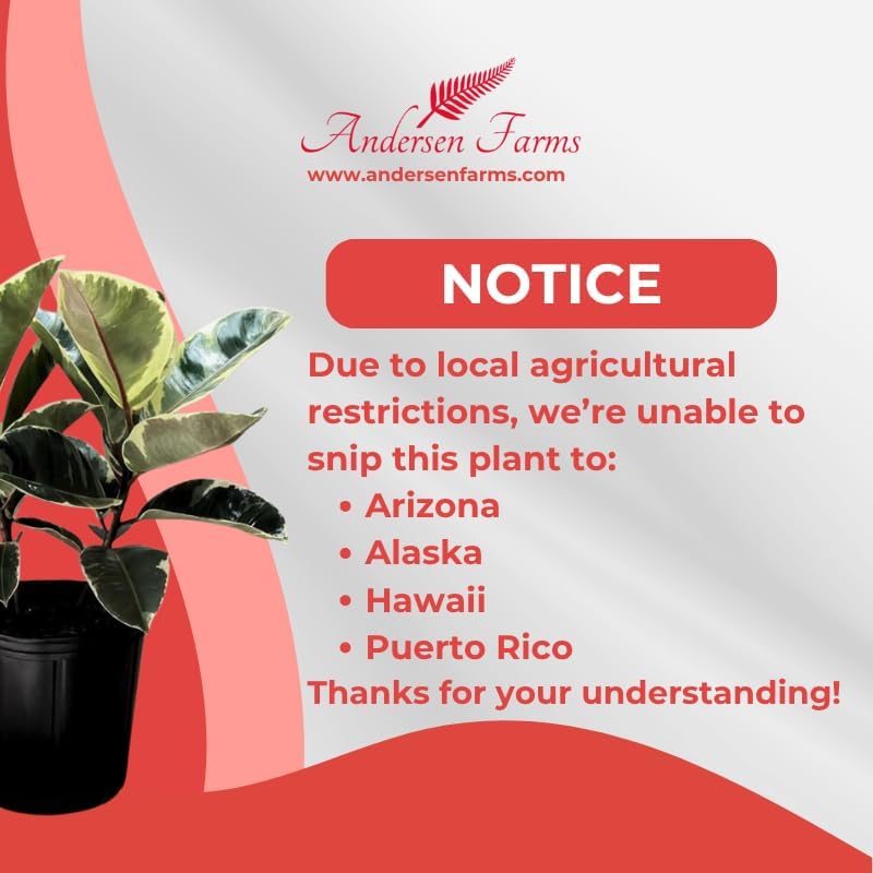 Ficus Tineke, Live Indoor Plants in Grower Pot, Natural Air Purifier in Well-Drained Moist Soil, Gift for Plant Lovers, Birthday Gift, Living Room, Bedroom Decor, 10 Inch, Variegated
