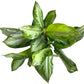 Aglaonema Silver Bay Live Plant Indoor/Outdoor in 10 in Grower Pot