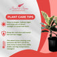 Ficus Tineke, Live Indoor Plants in Grower Pot, Natural Air Purifier in Well-Drained Moist Soil, Gift for Plant Lovers, Birthday Gift, Living Room, Bedroom Decor, 10 Inch, Variegated