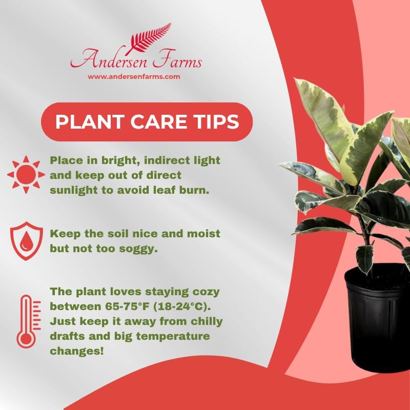 Ficus Tineke, Live Indoor Plants in Grower Pot, Natural Air Purifier in Well-Drained Moist Soil, Gift for Plant Lovers, Birthday Gift, Living Room, Bedroom Decor, 10 Inch, Variegated