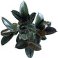 Burgundy Ficus Live Indoor/Outdoor Plant 10" Growers Pot
