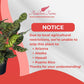 Calathea Makoyana Live Plant Indoor/Outdoor in 10 in Grower Pot