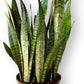 Sansevieria Zeylanica Live Plant Indoor/Outdoor in 10 in Grower Pot