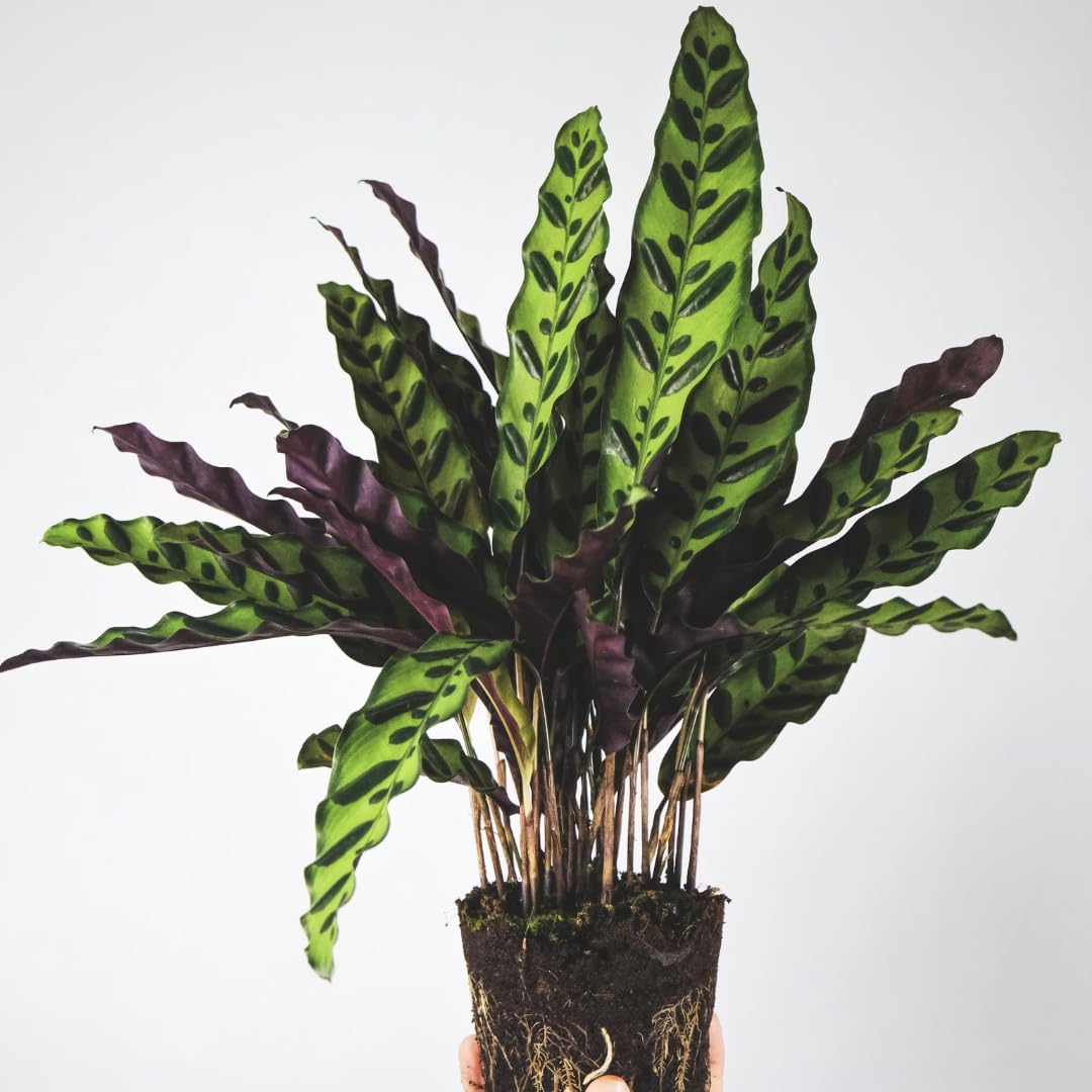 Calathea Lancifolia Live Plant Indoor/Outdoor in 10 in Grower Pot, Green, White
