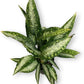 Dieffenbachia Panther Live Plant Indoor/Outdoor in 10 in Grower Pot, Green, White