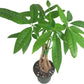 Chinese Money Tree Live Plant