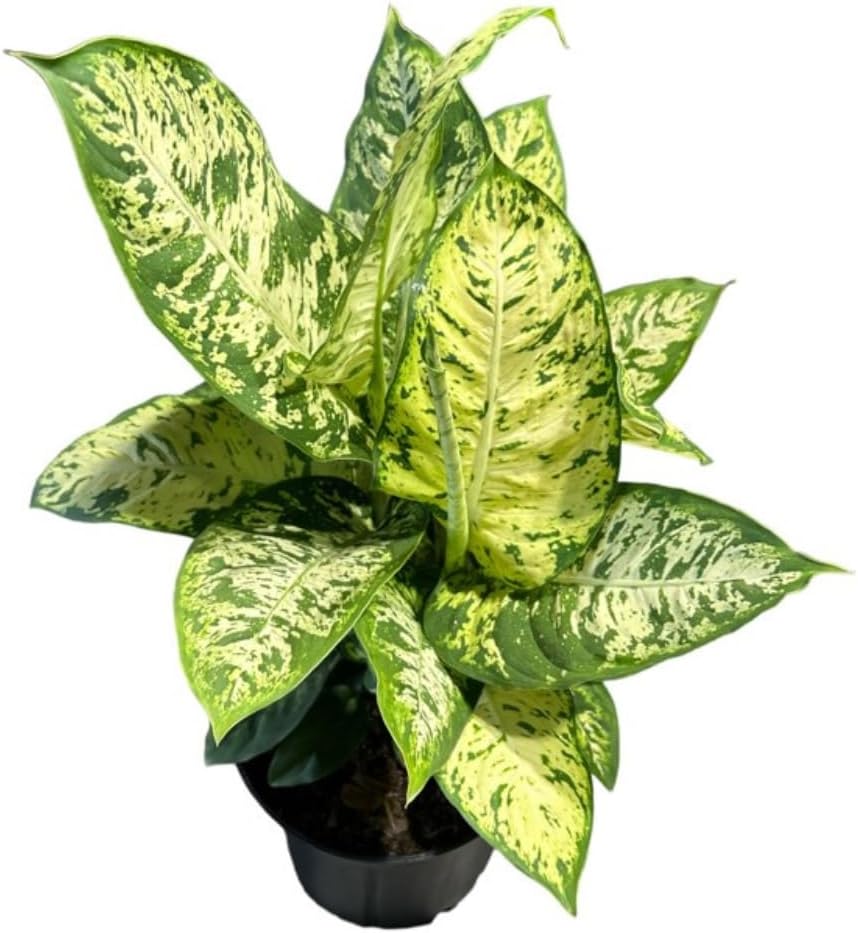 Dieffenbachia Sublime Live Plant – Indoor/Outdoor, 10-inch Grower Pot