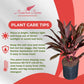 Cordyline Auntie Lou – Tropical Burgundy Foliage in 10-Inch Grower Pot for Indoor & Outdoor Use