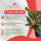 Calathea Makoyana Live Plant Indoor/Outdoor in 10 in Grower Pot