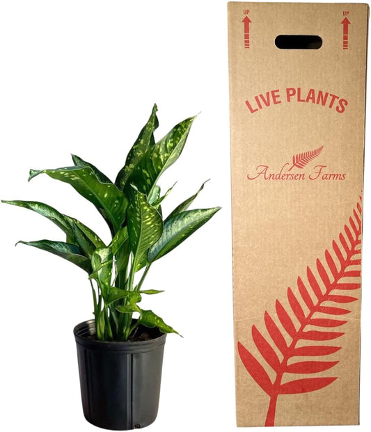 Dieffenbachia Panther Live Plant Indoor/Outdoor in 10 in Grower Pot, Green, White