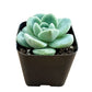 Sprout N Green Echeveria Minima, 1 Live Mini Succulent Plant Fully Rooted in 2 inch Starter Pot, Real House Plant for Indoor Outdoor Home Office Wedding Decoration Party Favor