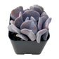 Lithops & Succulent Collection