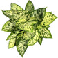 Dieffenbachia Sublime Live Plant – Indoor/Outdoor, 10-inch Grower Pot