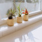 Driftwood Containers with Small Xerographica Air Plant