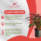 Calathea Rufibarba Live Plant Indoor/Outdoor in 10 in Grower Pot, Green, Purple