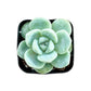 Sprout N Green Echeveria Minima, 1 Live Mini Succulent Plant Fully Rooted in 2 inch Starter Pot, Real House Plant for Indoor Outdoor Home Office Wedding Decoration Party Favor