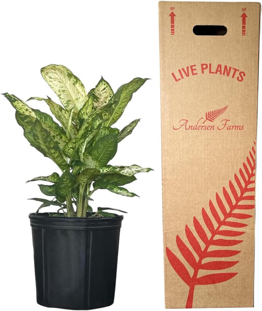 Dieffenbachia Sublime Live Plant – Indoor/Outdoor, 10-inch Grower Pot