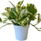 Pothos N’Joy Live Indoor Plant 4"