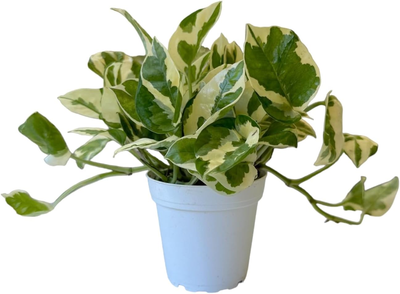 Pothos N’Joy Live Indoor Plant 4"