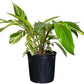 Alpina Varigated Ginger Live Plant, Indoor/Outdoor, 10-inch Grower Pot