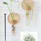 Maple Wood Propagation Wall Vases