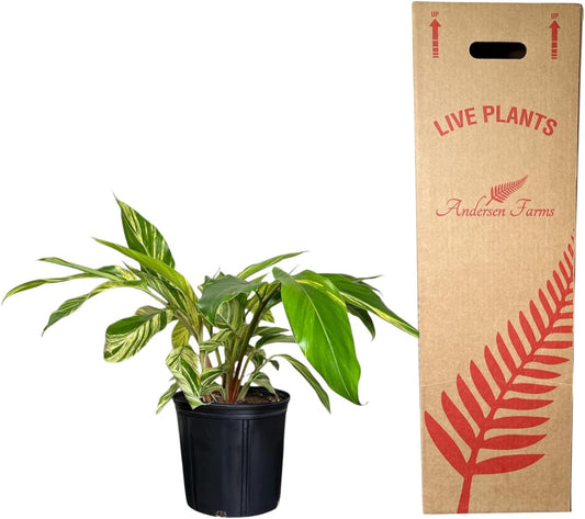 Alpina Varigated Ginger Live Plant, Indoor/Outdoor, 10-inch Grower Pot