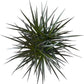 Dracaena Marginata Magenta Live Indoor/Outdoor Plant in 10 in Grower Pot