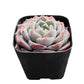 Sprout N Green Echeveria Minima, 1 Live Mini Succulent Plant Fully Rooted in 2 inch Starter Pot, Real House Plant for Indoor Outdoor Home Office Wedding Decoration Party Favor