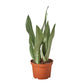 Snake Plants