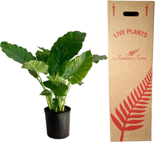 Alocasia Calidora Live Plant Indoor/Outdoor in 10 in Grower Pot, Green