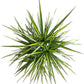 Dracaena Marginata Kiwi Live Plant – 10-inch Grower Pot, Indoor/Outdoor Houseplant