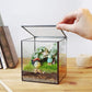 Glass Terrarium with Lid