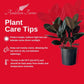 Burgundy Ficus Live Indoor/Outdoor Plant 10" Growers Pot