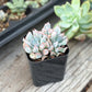Lithops & Succulent Collection
