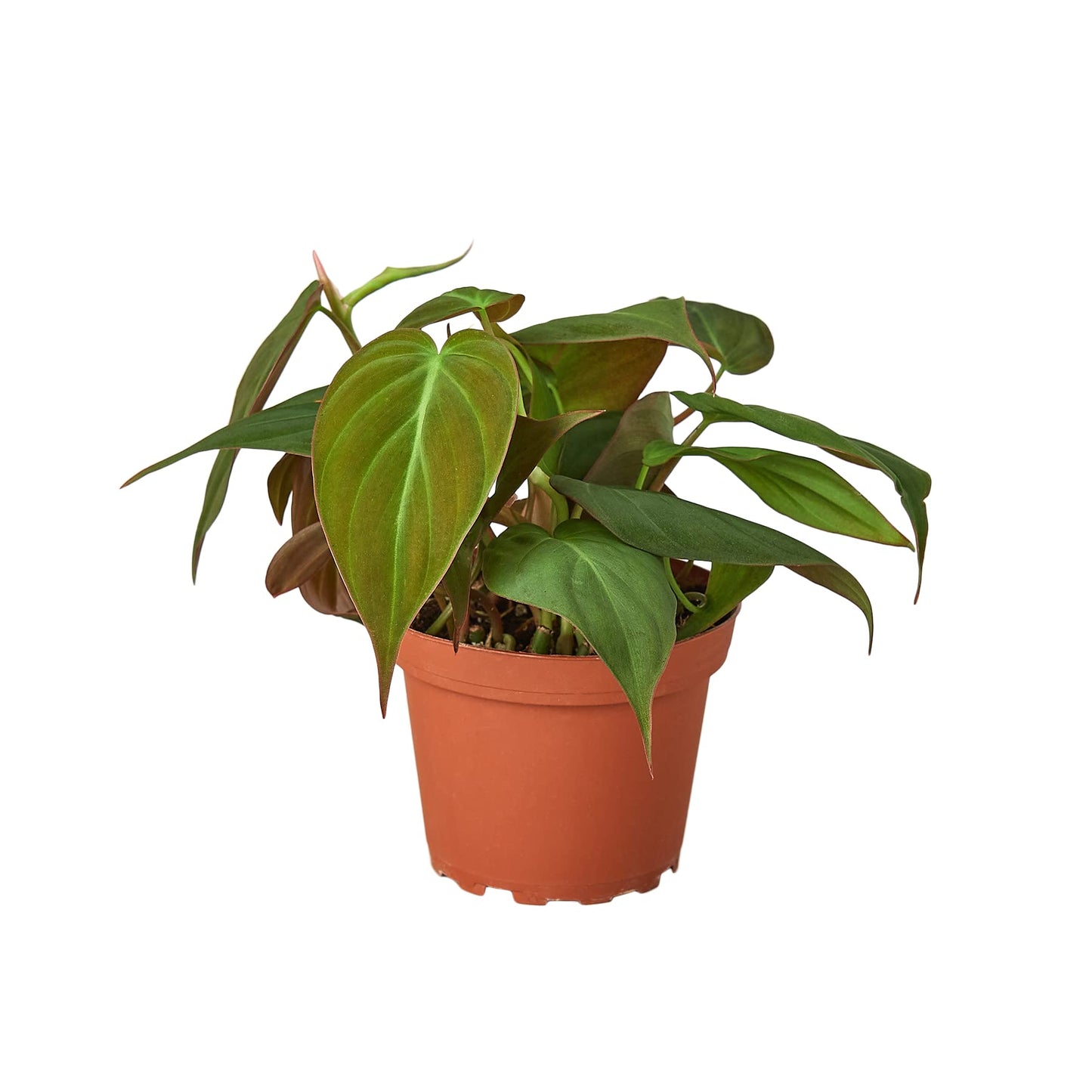 Philodendrons