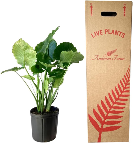 Alocasia California Live Plant Indoor/Outdoor in 10 in Grower Pot, Green