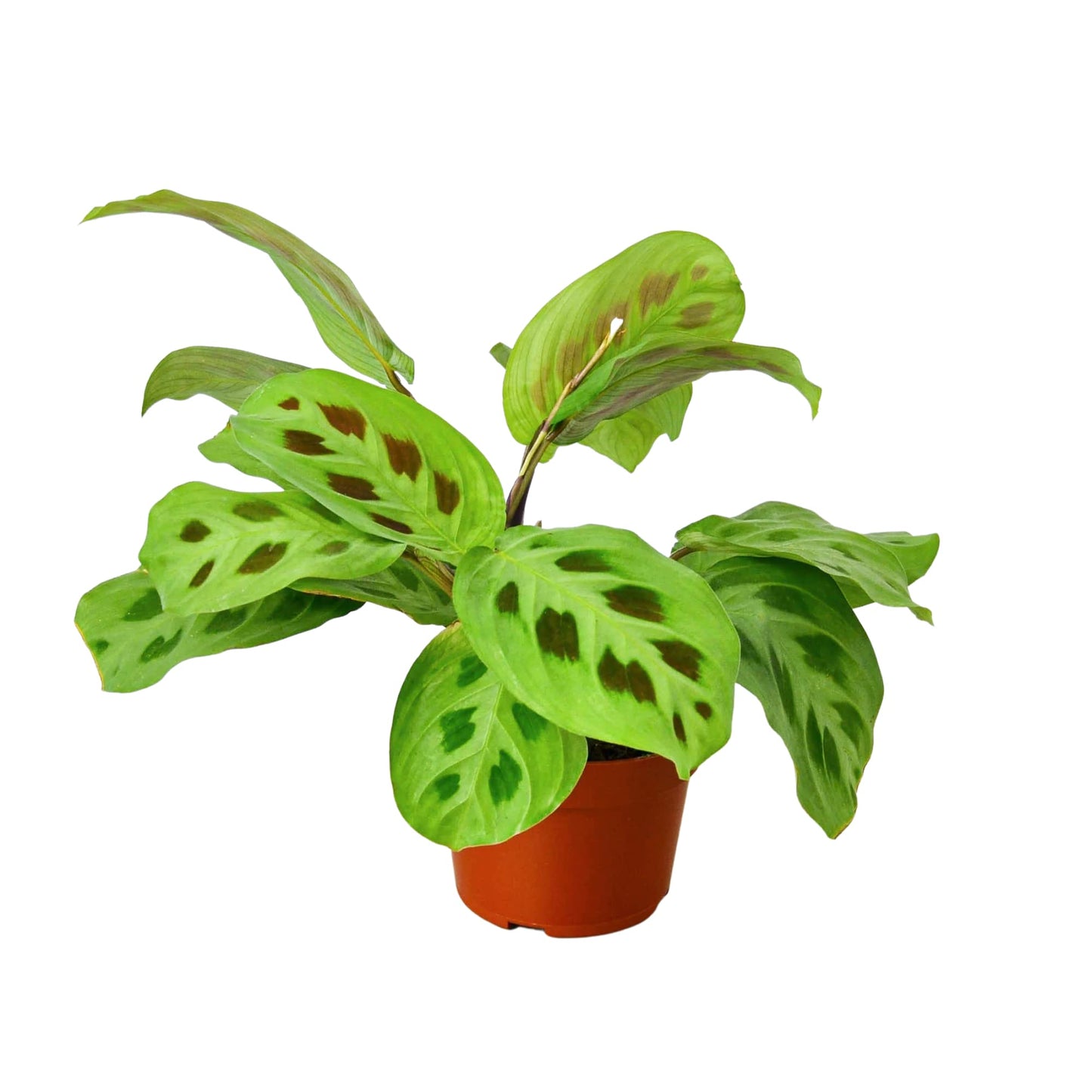 Maranta