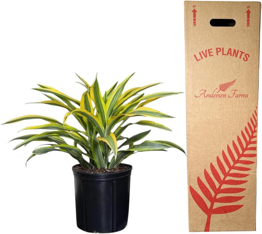 Dracaena Lemon Lime Live Plant, Indoor/Outdoor, 10-inch Grower Pot