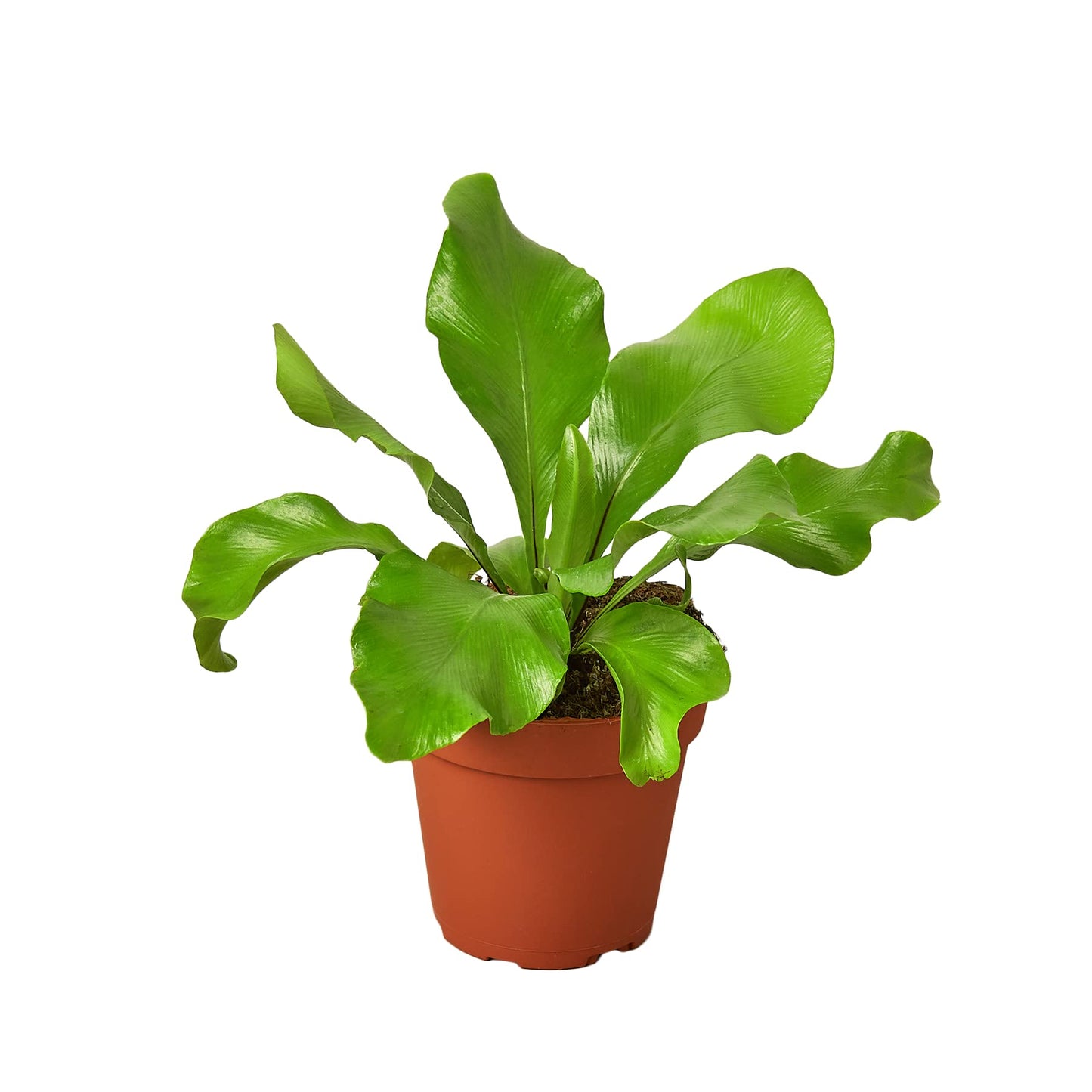 Ferns