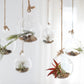 Double Hook Terrariums with Air Plants (Set 3)