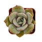 Sprout N Green Echeveria Minima, 1 Live Mini Succulent Plant Fully Rooted in 2 inch Starter Pot, Real House Plant for Indoor Outdoor Home Office Wedding Decoration Party Favor