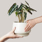 Ceramic Planter Set