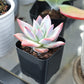 Lithops & Succulent Collection