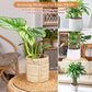 Organic Expanded Clay Pebbles for Plants | Leca