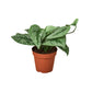 Pothos