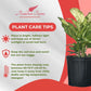 Dieffenbachia Sublime Live Plant – Indoor/Outdoor, 10-inch Grower Pot