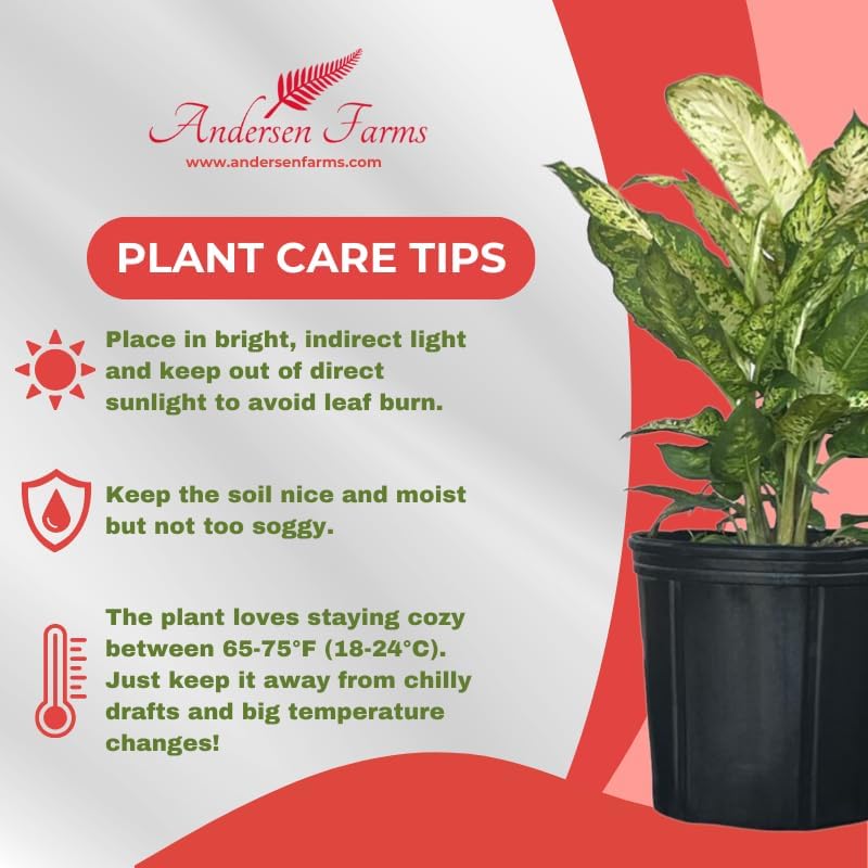 Dieffenbachia Sublime Live Plant – Indoor/Outdoor, 10-inch Grower Pot
